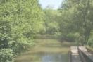 Die schönen Rheinauen