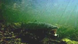 Lachs