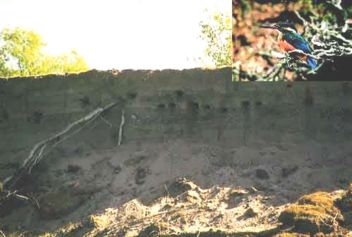 Steiluferwand von Uferschwalben besiedelt - kleines Bild Eisvogel